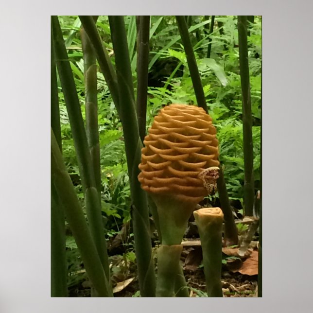 Póster Planta de jengibre Colmena Dorada (Frente)