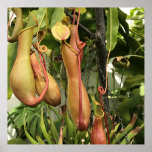 Póster Planta de lanzadores tropicales