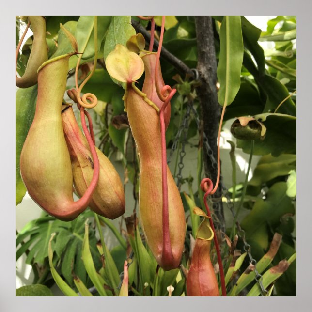 Póster Planta de lanzadores tropicales (Frente)