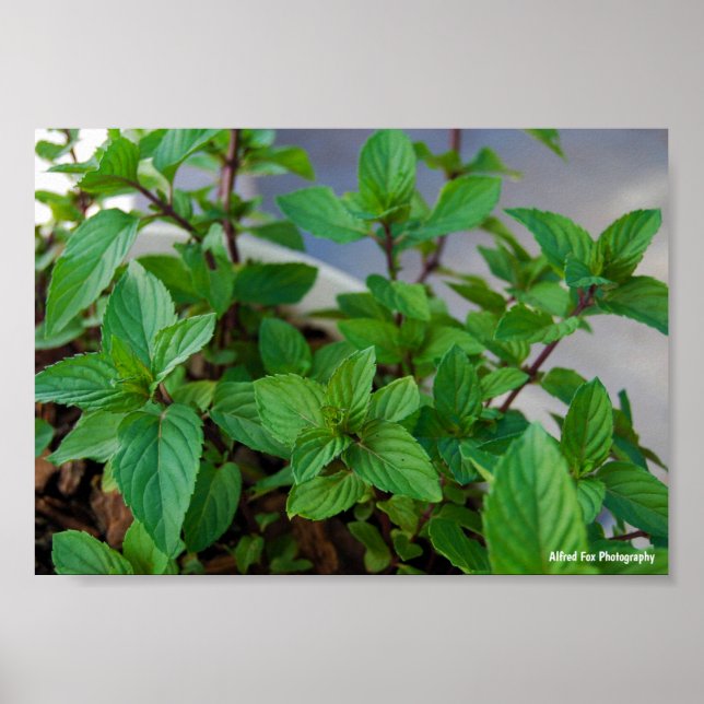 Póster Planta de menta herbal (Frente)