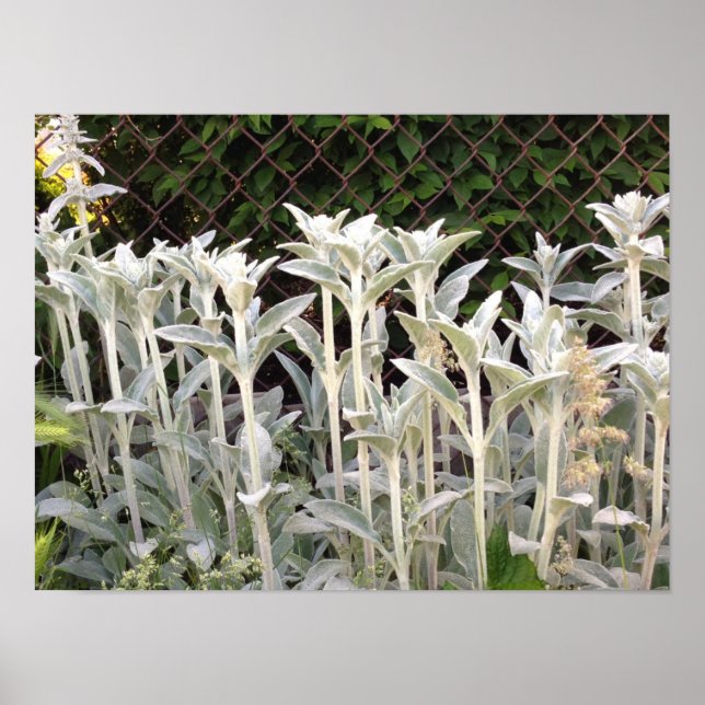 Póster Planta De Oro De Lambs (Frente)