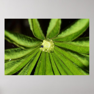 Póster Planta de palma para bebés por Shirley Taylor