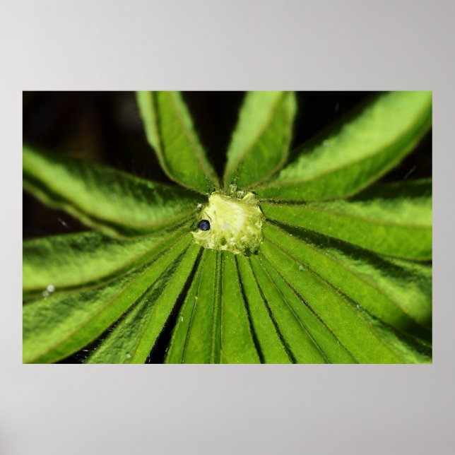 Póster Planta de palma para bebés por Shirley Taylor (Frente)