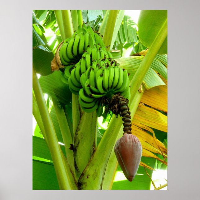Póster Planta de plátano (Frente)
