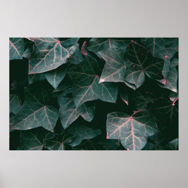 PÓSTER PLANTA DE PLOMO VERDE (Frente)