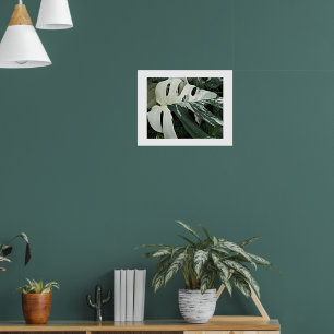Póster Planta de queso suizo variegada floral