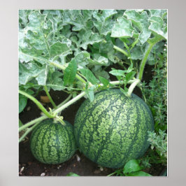 Póster Planta de sandía con pequeños melones en el jardín