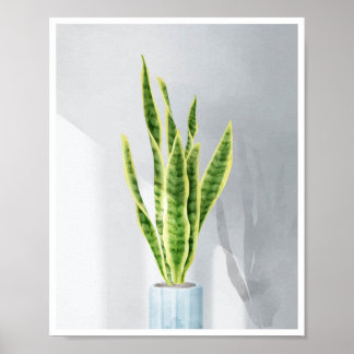 Póster Planta de serpientes, lengua materna, Sansevieria