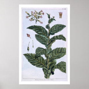Póster Planta de tabaco, placa 7, de 'Colección Precieuse