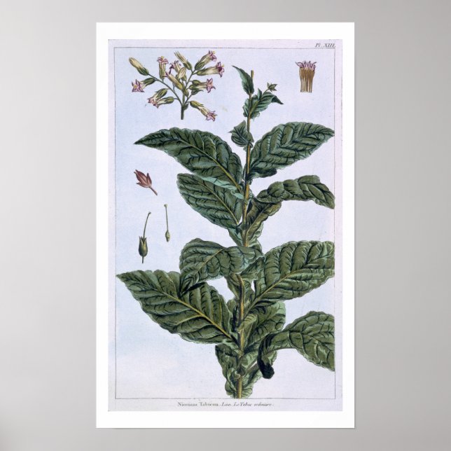 Póster Planta de tabaco, placa 7, de 'Colección Precieuse (Frente)