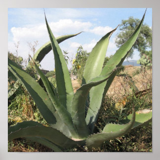 Póster Planta de Tequila