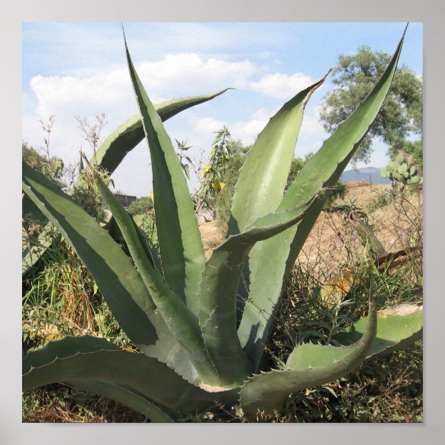 Póster Planta de Tequila (Frente)