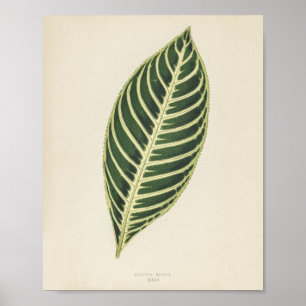 Póster Planta de tigres (Sanchezia Nobilis) grabada