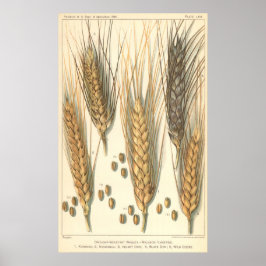 Póster Planta de trigo resistente a la sequía, agricultur