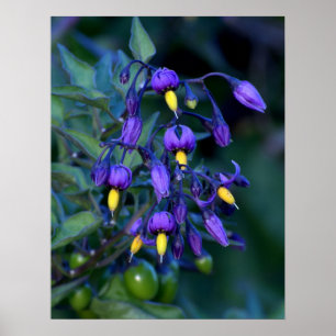 Póster Planta del Nightshade, hermoso y tóxico