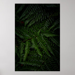 Póster Planta Fern