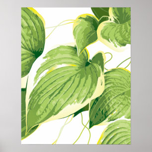 Póster Planta Ficus 2