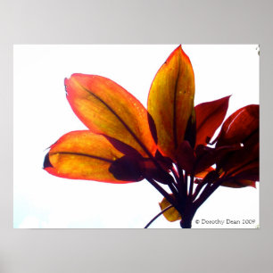 Póster Planta frondosa
