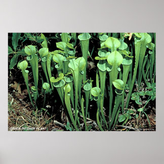Póster Planta Green Pitcher