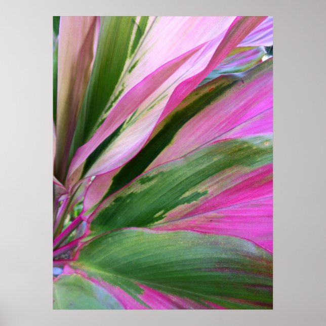 Póster Planta Hawaiian Ti (Frente)