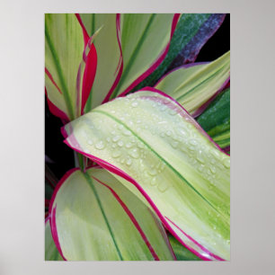 Póster Planta Hawaiian Ti