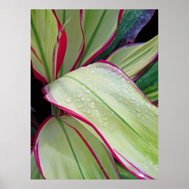 Póster Planta Hawaiian Ti (Frente)