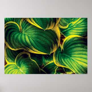 Póster Planta - Hosta Leaves