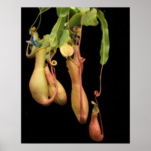 Póster Planta Jarra Tropical y Mosca Azul