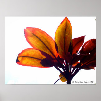 Póster Planta Leafy