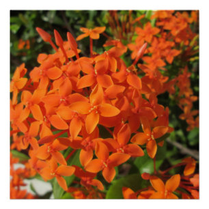 Póster Planta naranja Ixora