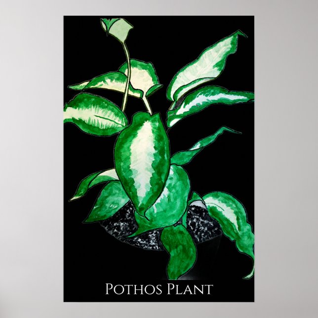 Póster Planta Pothos  (Frente)