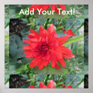 Póster Planta Red Dahlia