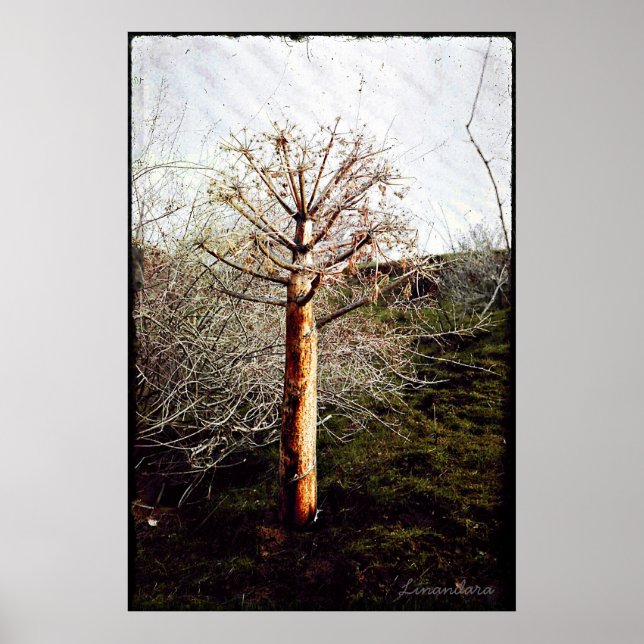 Póster Planta seca de fertilidad en Tayikistán (Frente)