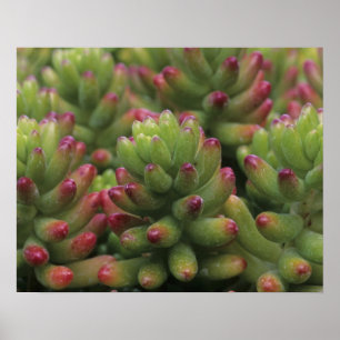 Póster Planta Sedum, Museo del Desierto de Arizona-Sonora