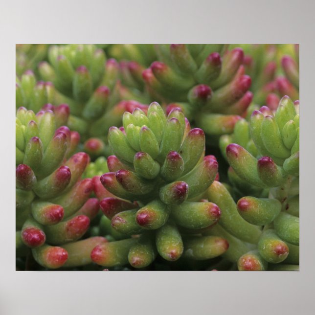 Póster Planta Sedum, Museo del Desierto de Arizona-Sonora (Frente)