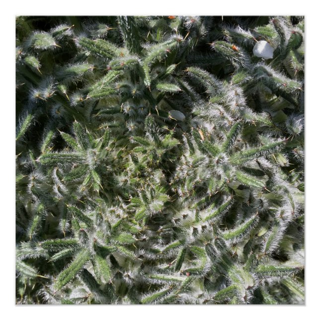 Póster planta silvestre geométrica (Anverso)