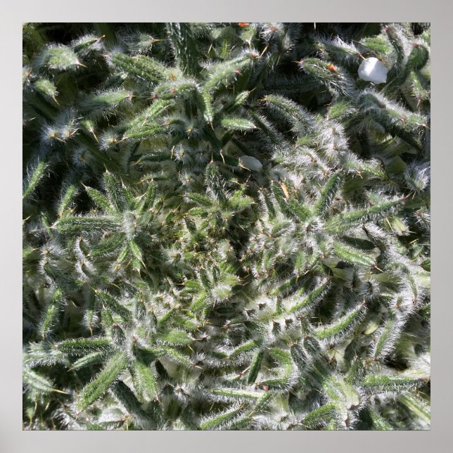 Póster planta silvestre geométrica (Frente)