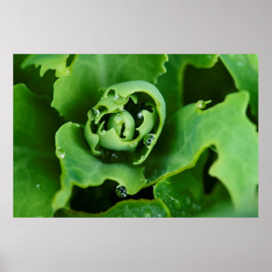 Póster Planta suculenta en primer plano con gotas de agua