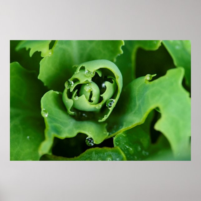 Póster Planta suculenta en primer plano con gotas de agua (Frente)