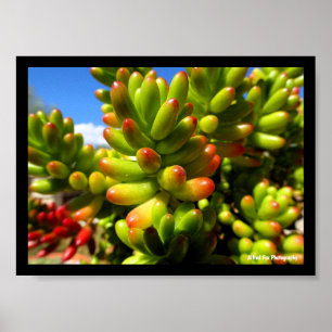 Póster Planta suculenta Jelly Bean