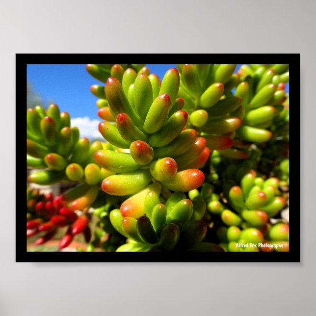 Póster Planta suculenta Jelly Bean (Frente)