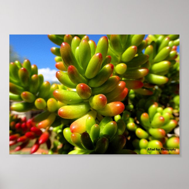 Póster Planta suculenta Jelly Bean (Frente)