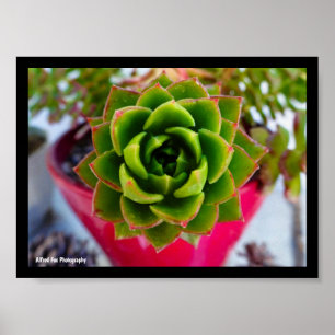 Póster Planta suculenta Lipstick Echeveria