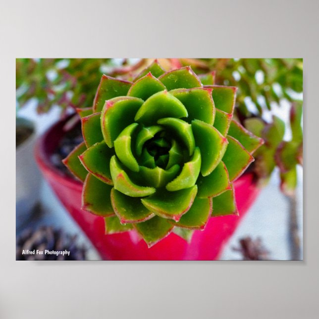 Póster Planta suculenta Lipstick Echeveria (Frente)