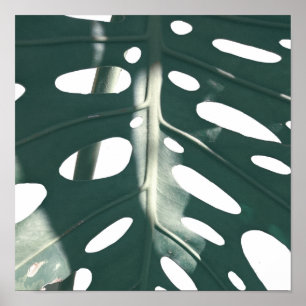 Póster Planta suiza de queso pasto verde pálido