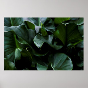 PÓSTER PLANTA VERDE