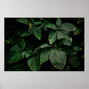 PÓSTER PLANTA VERDE EN FOTOGRAFÍA CENTRAL