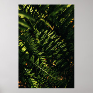 PÓSTER PLANTA VERDE FERNA EN FOTOGRAFÍA CERRADA