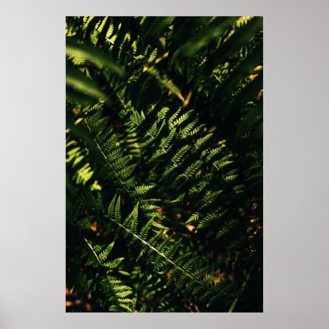 PÓSTER PLANTA VERDE FERNA EN FOTOGRAFÍA CERRADA (Frente)