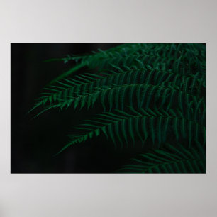 PÓSTER PLANTA VERDE FERNA EN FOTOGRAFÍA CERRADA